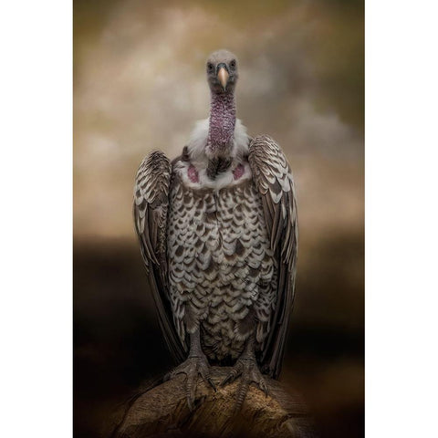 Look Into My Eyes Gold Ornate Wood Framed Art Print with Double Matting by Parker, Kelley