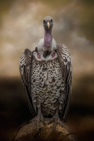 Look Into My Eyes Black Ornate Wood Framed Art Print with Double Matting by Parker, Kelley