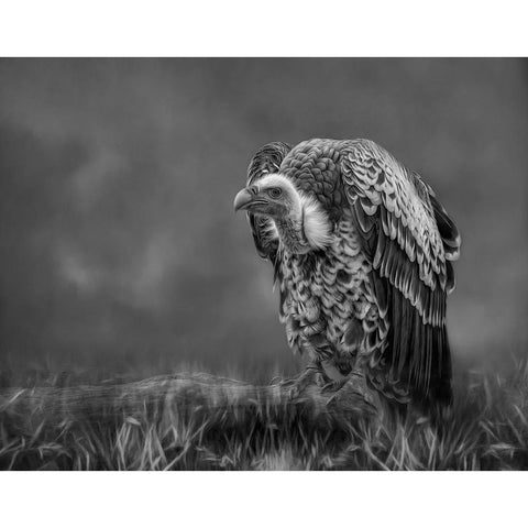 The Scavenger Black Modern Wood Framed Art Print with Double Matting by Parker, Kelley