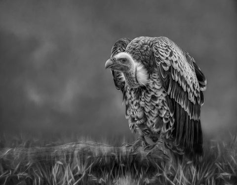 The Scavenger White Modern Wood Framed Art Print with Double Matting by Parker, Kelley