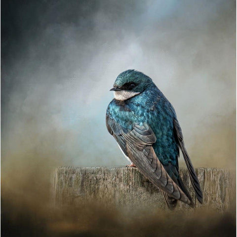 Pretty Boy Blue White Modern Wood Framed Art Print by Parker, Kelley