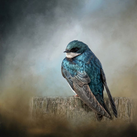 Pretty Boy Blue White Modern Wood Framed Art Print with Double Matting by Parker, Kelley