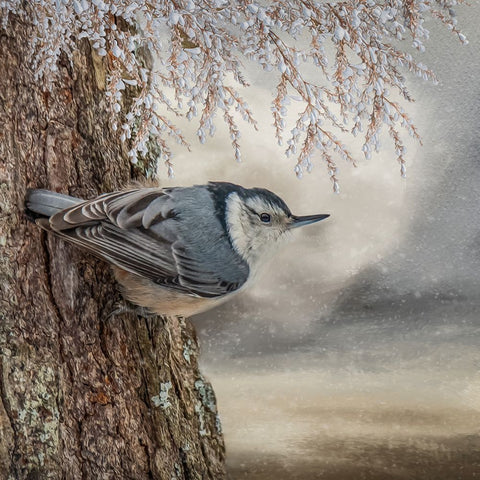 Snow Acrobat Black Ornate Wood Framed Art Print with Double Matting by Parker, Kelley