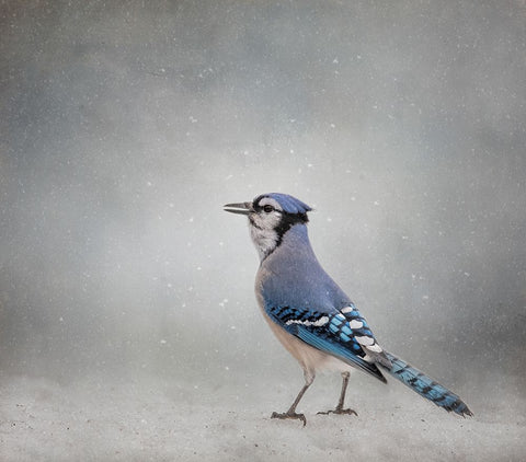 Frosty Morning Black Ornate Wood Framed Art Print with Double Matting by Parker, Kelley