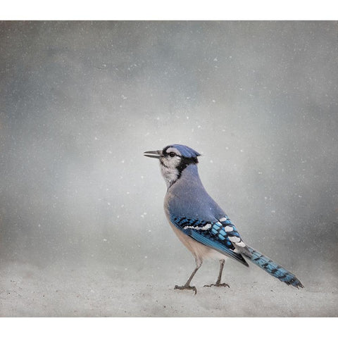 Frosty Morning White Modern Wood Framed Art Print by Parker, Kelley