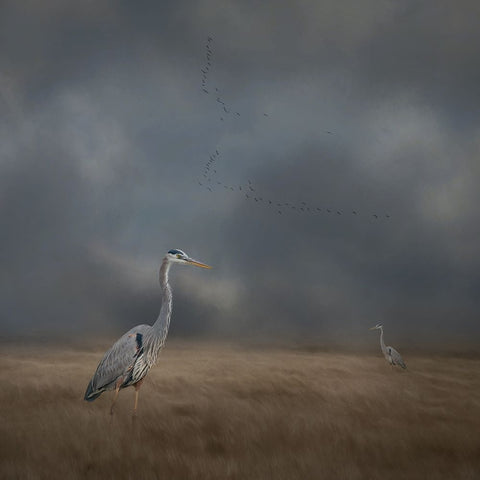 Herons Sanctuary White Modern Wood Framed Art Print with Double Matting by Parker, Kelley