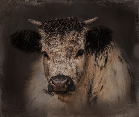 Cow Boy White Modern Wood Framed Art Print with Double Matting by Parker, Kelley