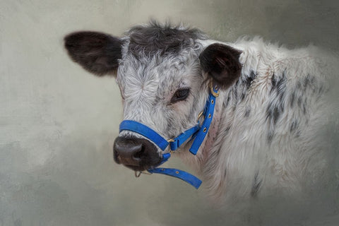 Little Elmer White Modern Wood Framed Art Print with Double Matting by Parker, Kelley