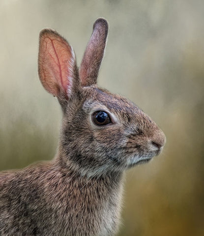 All Ears White Modern Wood Framed Art Print with Double Matting by Parker, Kelley