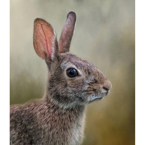 All Ears White Modern Wood Framed Art Print by Parker, Kelley