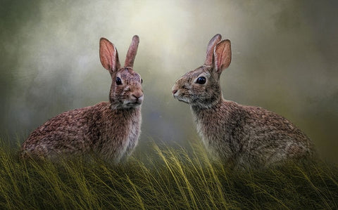 Forest Friends White Modern Wood Framed Art Print with Double Matting by Parker, Kelley