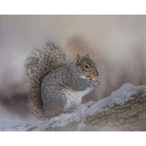 Winters Bounty White Modern Wood Framed Art Print by Parker, Kelley