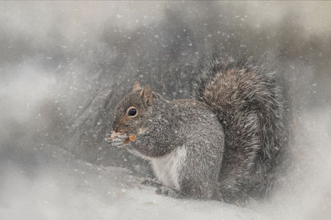 Snack Time White Modern Wood Framed Art Print with Double Matting by Parker, Kelley