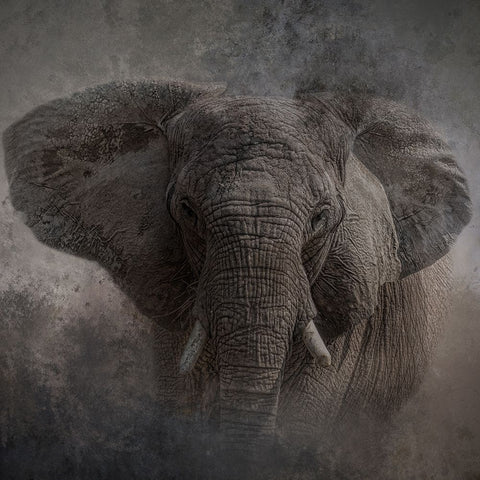 Survivor Black Ornate Wood Framed Art Print with Double Matting by Parker, Kelley