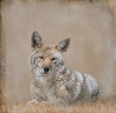 Perfect Pose White Modern Wood Framed Art Print with Double Matting by Parker, Kelley