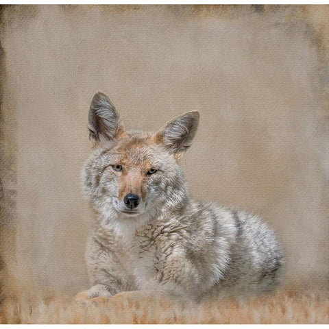 Perfect Pose Black Modern Wood Framed Art Print by Parker, Kelley