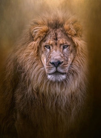 Thy Kingdom Come White Modern Wood Framed Art Print with Double Matting by Parker, Kelley