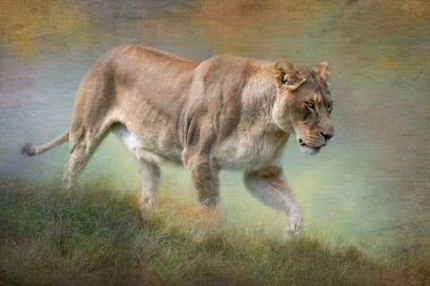 Its All Downhill Black Ornate Wood Framed Art Print with Double Matting by Parker, Kelley