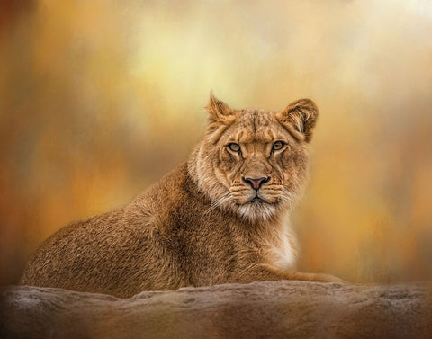 Dawning of the Day Black Ornate Wood Framed Art Print with Double Matting by Parker, Kelley