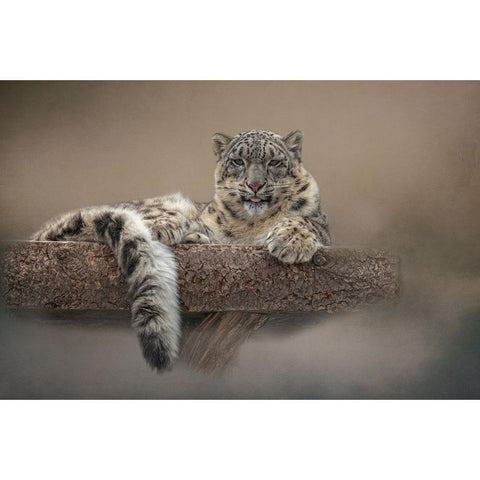 Lounging Around Black Modern Wood Framed Art Print with Double Matting by Parker, Kelley