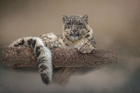 Lounging Around White Modern Wood Framed Art Print with Double Matting by Parker, Kelley