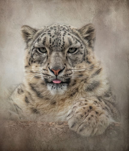 Snow cat White Modern Wood Framed Art Print with Double Matting by Parker, Kelley