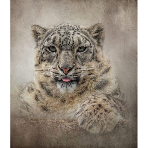 Snow cat Black Modern Wood Framed Art Print by Parker, Kelley