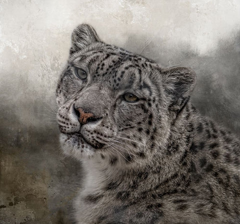 Face of the Wild Black Ornate Wood Framed Art Print with Double Matting by Parker, Kelley