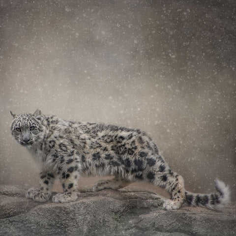 Brave Enough White Modern Wood Framed Art Print with Double Matting by Parker, Kelley