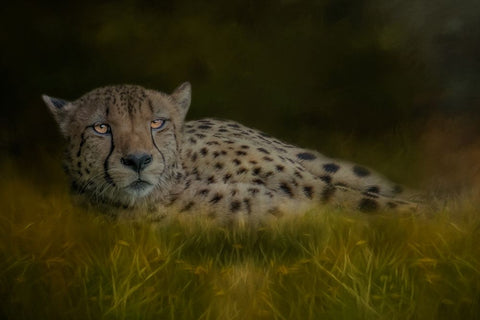 Resting After the Race Black Ornate Wood Framed Art Print with Double Matting by Parker, Kelley