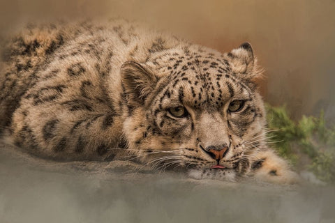 Taking It Easy White Modern Wood Framed Art Print with Double Matting by Parker, Kelley