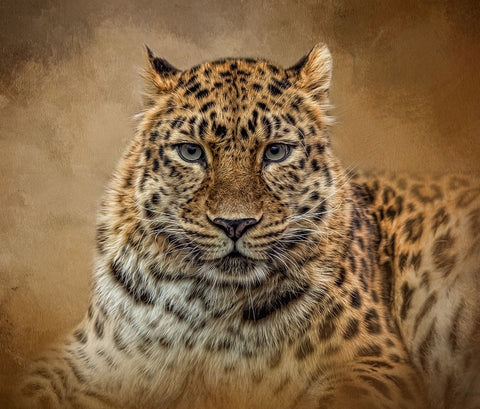 The Stare Black Ornate Wood Framed Art Print with Double Matting by Parker, Kelley