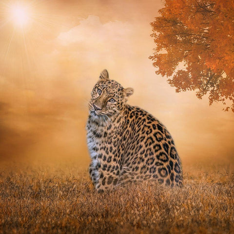 The Sunny Spot White Modern Wood Framed Art Print by Parker, Kelley