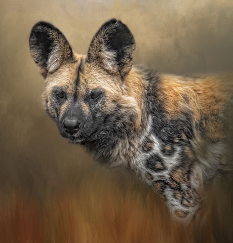 Wild Dog White Modern Wood Framed Art Print with Double Matting by Parker, Kelley