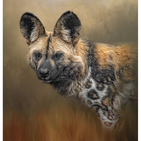 Wild Dog Black Modern Wood Framed Art Print by Parker, Kelley