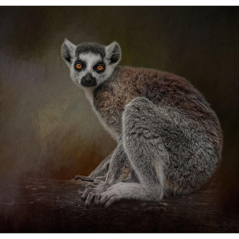 Amber Eyes White Modern Wood Framed Art Print by Parker, Kelley