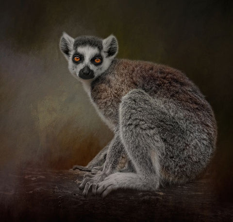 Amber Eyes White Modern Wood Framed Art Print with Double Matting by Parker, Kelley