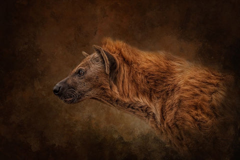 Beastly Black Ornate Wood Framed Art Print with Double Matting by Parker, Kelley