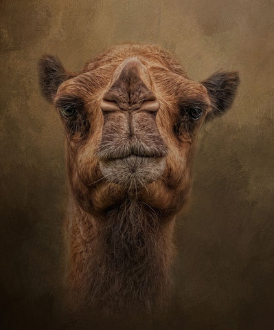 Desert Traveler Black Ornate Wood Framed Art Print with Double Matting by Parker, Kelley