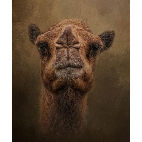 Desert Traveler Black Modern Wood Framed Art Print with Double Matting by Parker, Kelley