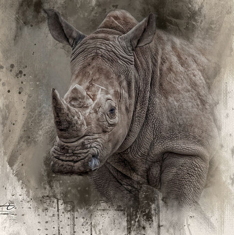 Spirit of the Rhino Black Ornate Wood Framed Art Print with Double Matting by Parker, Kelley