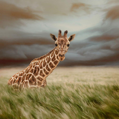 The Lookout Black Modern Wood Framed Art Print by Parker, Kelley