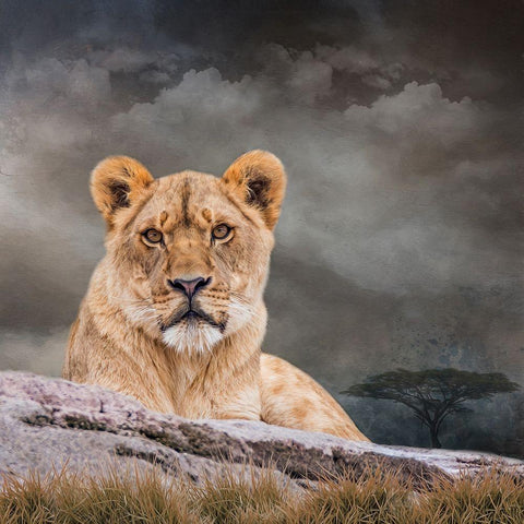 Sitting Out the Storm Gold Ornate Wood Framed Art Print with Double Matting by Parker, Kelley