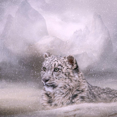 Kingdom of Snow Black Modern Wood Framed Art Print with Double Matting by Parker, Kelley