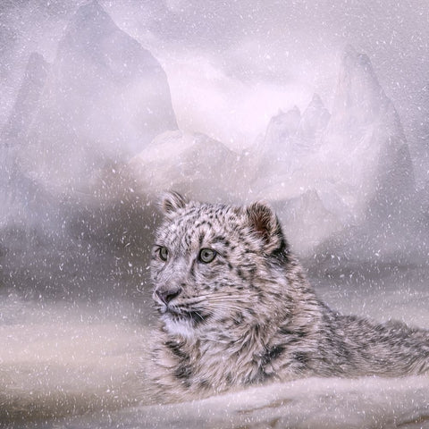 Kingdom of Snow Black Ornate Wood Framed Art Print with Double Matting by Parker, Kelley