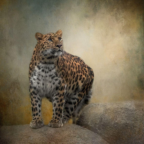 On the Lookout White Modern Wood Framed Art Print by Parker, Kelley