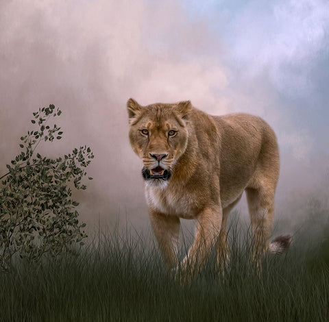 Daily Prowl Black Ornate Wood Framed Art Print with Double Matting by Parker, Kelley