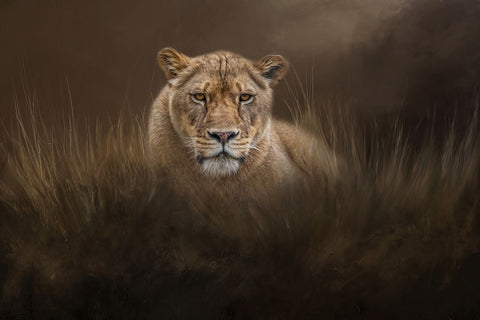 Hiding in the Grass Black Ornate Wood Framed Art Print with Double Matting by Parker, Kelley