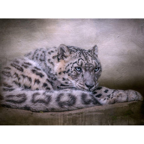 Behind Blue Eyes Black Modern Wood Framed Art Print with Double Matting by Parker, Kelley