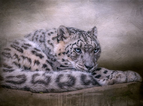 Behind Blue Eyes White Modern Wood Framed Art Print with Double Matting by Parker, Kelley